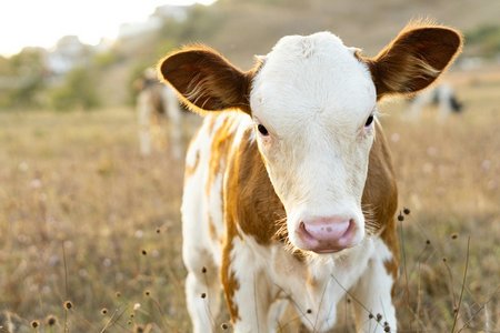Ein Kalb schaut den Betrachter direkt an