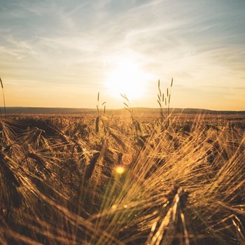 Blick auf ein Feld im Sonnenuntergang
