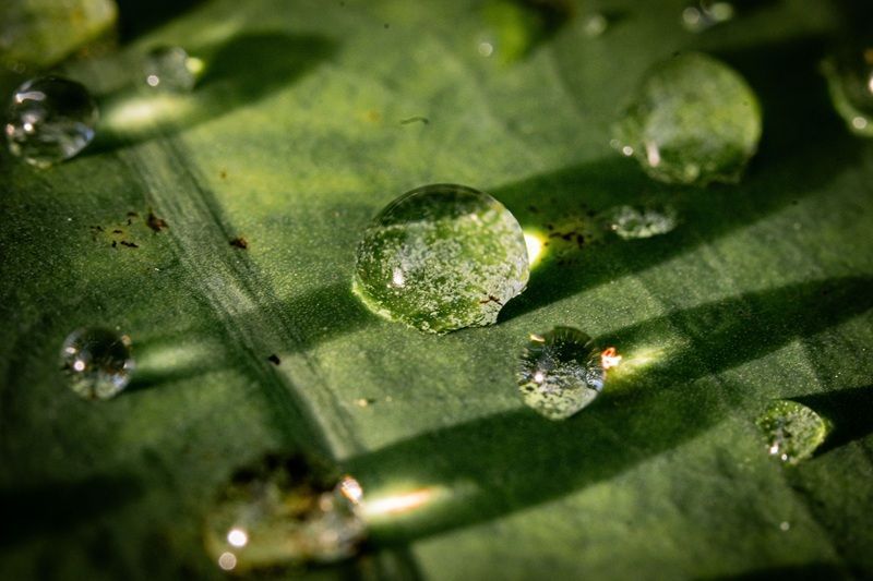 Bl&auml;tter mit Wasserperlen zeigen den Lotuseffekt.